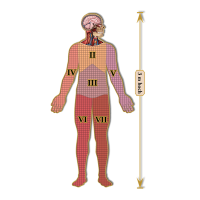 Dr. Livingstons Anatomiepuzzle: Kopf 3