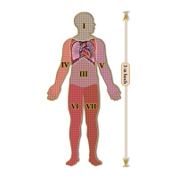 Dr. Livingstons Anatomiepuzzle: Brustkorb 3