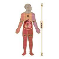 Dr. Livingstons Anatomiepuzzle: Bauch 3